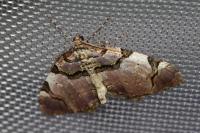 Anticlea derivata