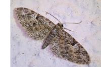 Eupithecia dodoneata