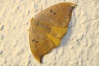 Watsonalla binaria