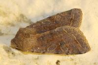 Orthosia incerta