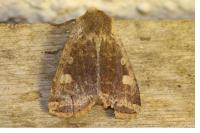 Conistra erythrocephala