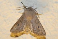 Orthosia gracilis