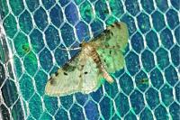 Idaea filicata