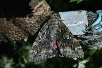 Catocala dilecta
