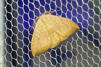 Watsonalla uncinula