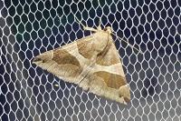 Dysgonia algira