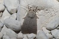 Caradrina aspersa