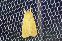 Mythimna pallens