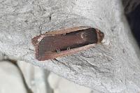 Ochropleura leucogaster