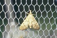Metasia cuencalis bourgognei