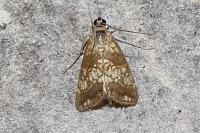 Evergestis politalis/dumerlei/marocana/marionalis