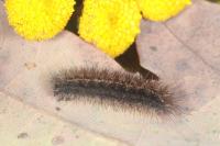 Diacrisia sannio