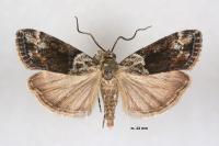 Anarpia incertalis