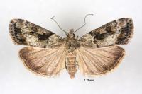 Anarpia incertalis