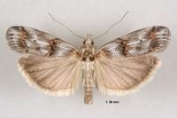 Pempelia alpigenella