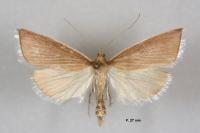 Sclerocona acutella