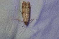 Homoeosoma sinuella