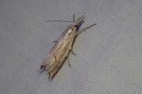 Metacrambus carectellus