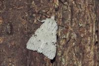 Acronicta leporina