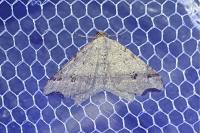 Macaria alternata