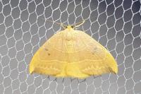 Watsonalla binaria