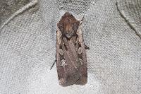 Euxoa obelisca obelisca