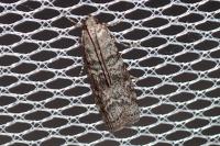 Dioryctria simplicella