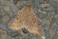 Crocallis dardoinaria
