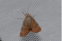 Noctua janthe