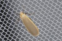 Katha depressa