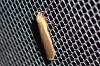 Katha depressa