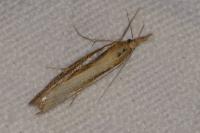 Agriphila tristella