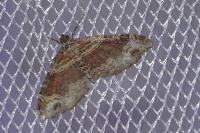 Xanthorhoe spadicearia/ferrugata