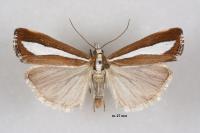 Catoptria pyramidellus