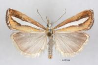 Catoptria margaritella