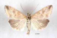 Udea nebulalis