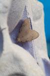 Paidia rica