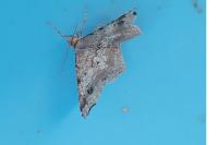 Macaria alternata