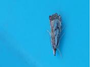 Catoptria falsella