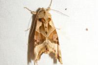 Phlogophora meticulosa