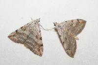 Aplocera