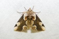 Thyatira batis