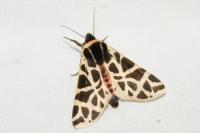 Cymbalophora pudica