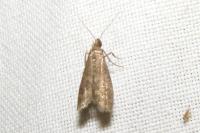 Eccopisa effractella