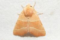 Atethmia centrago