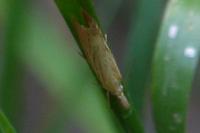 Agriphila straminella