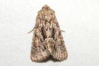 Thalpophila matura