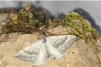 Scotopteryx bipunctaria