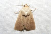 Mythimna ferrago