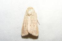 Mythimna ferrago